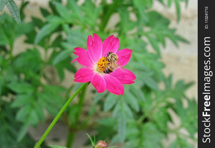 Flower, Flora, Garden Cosmos, Nectar