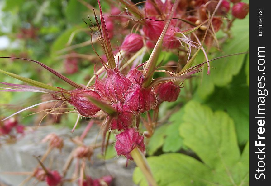 Plant, Flower, Flora, Flowering Plant