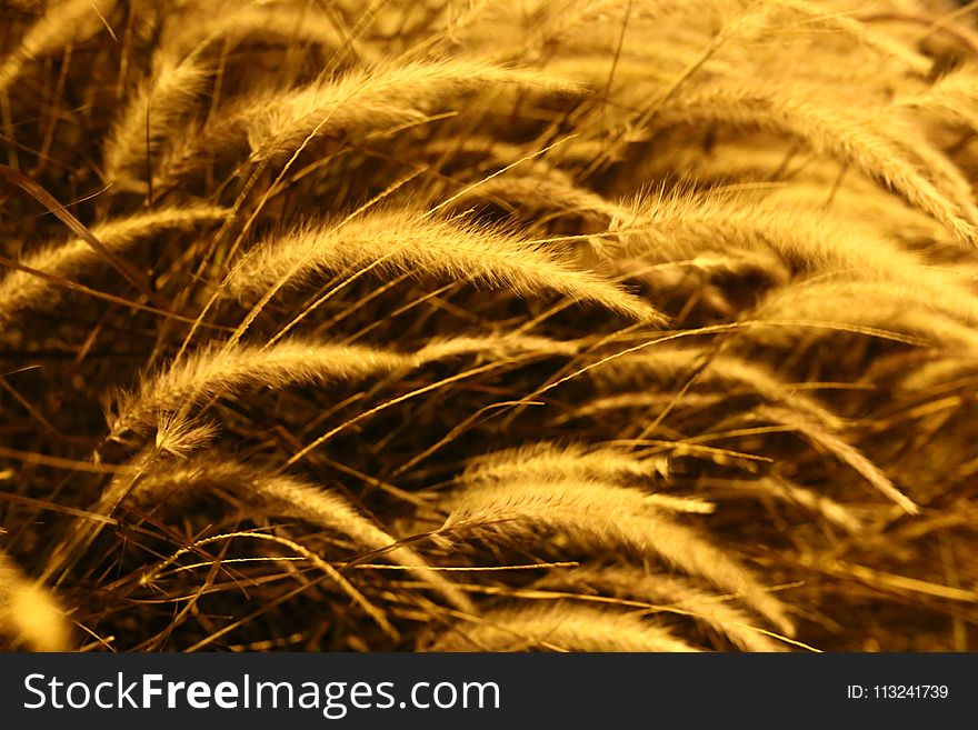 Close Up, Grass Family, Grain, Grass