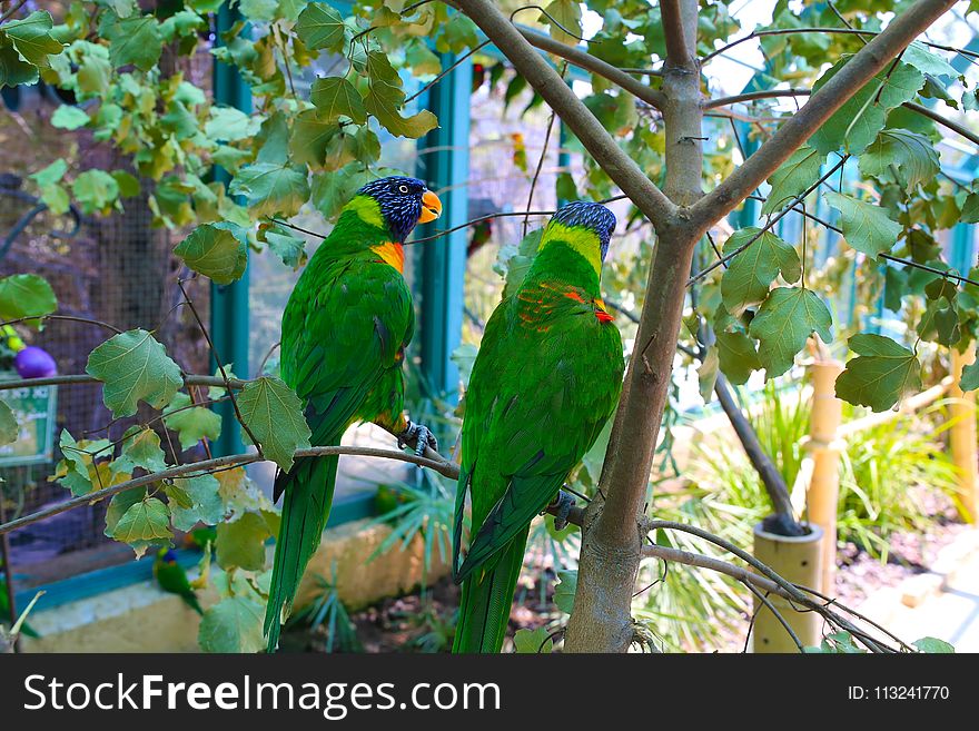 Bird, Parrot, Fauna, Macaw