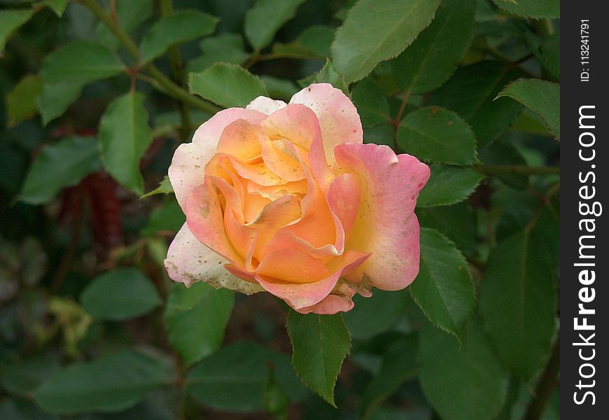 Rose, Flower, Rose Family, Floribunda