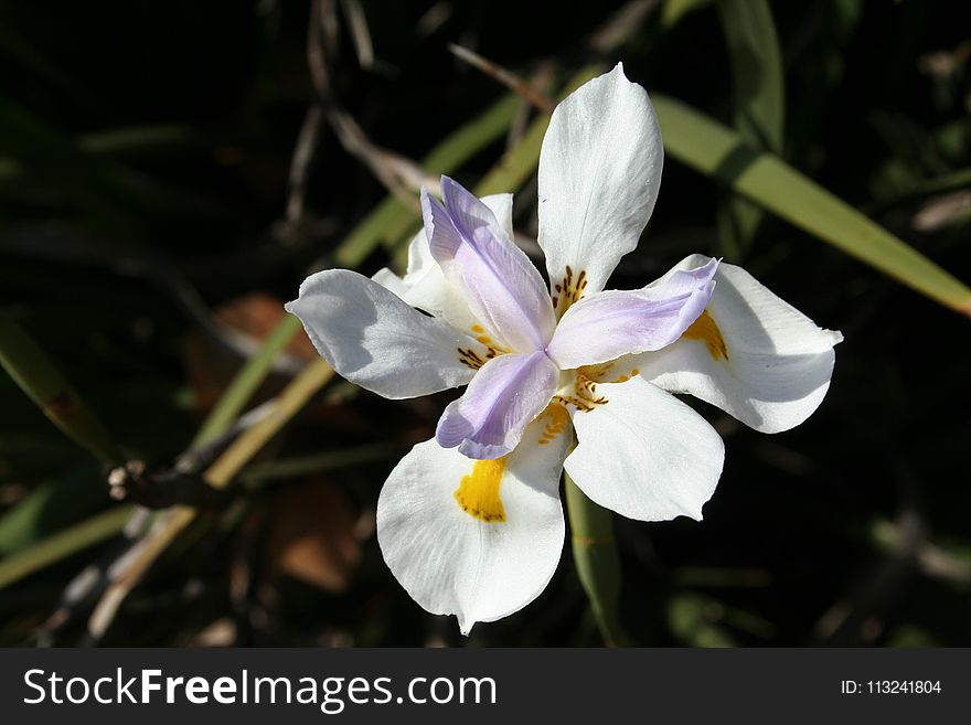 Flower, Flora, Plant, Flowering Plant