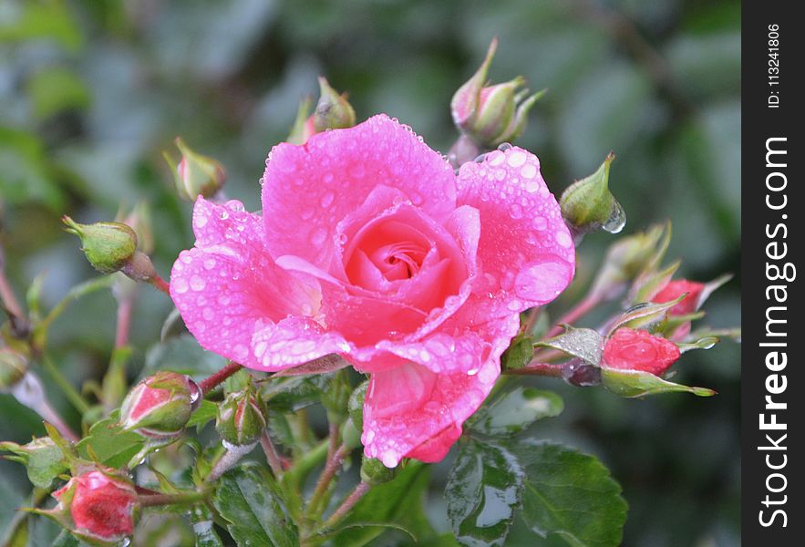 Rose Family, Flower, Floribunda, Rose