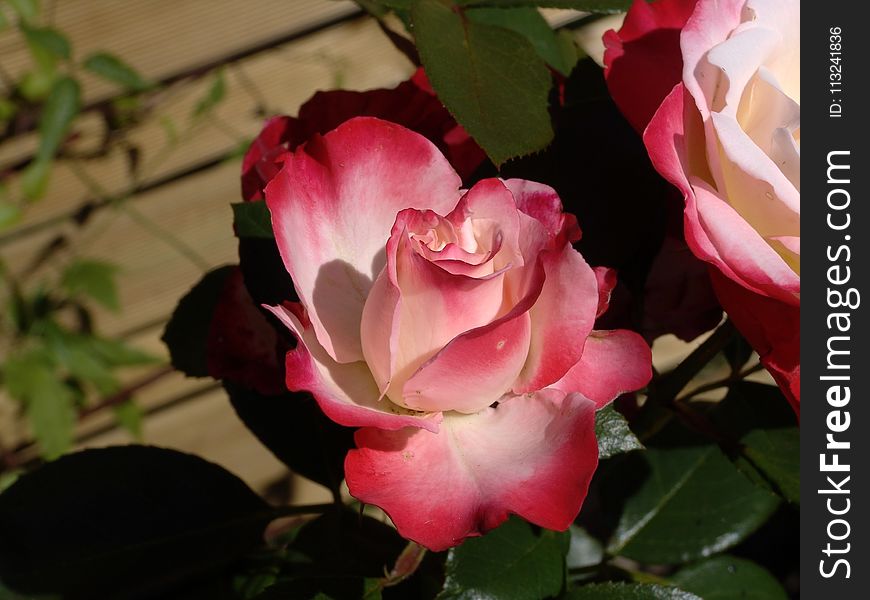Flower, Rose, Rose Family, Plant