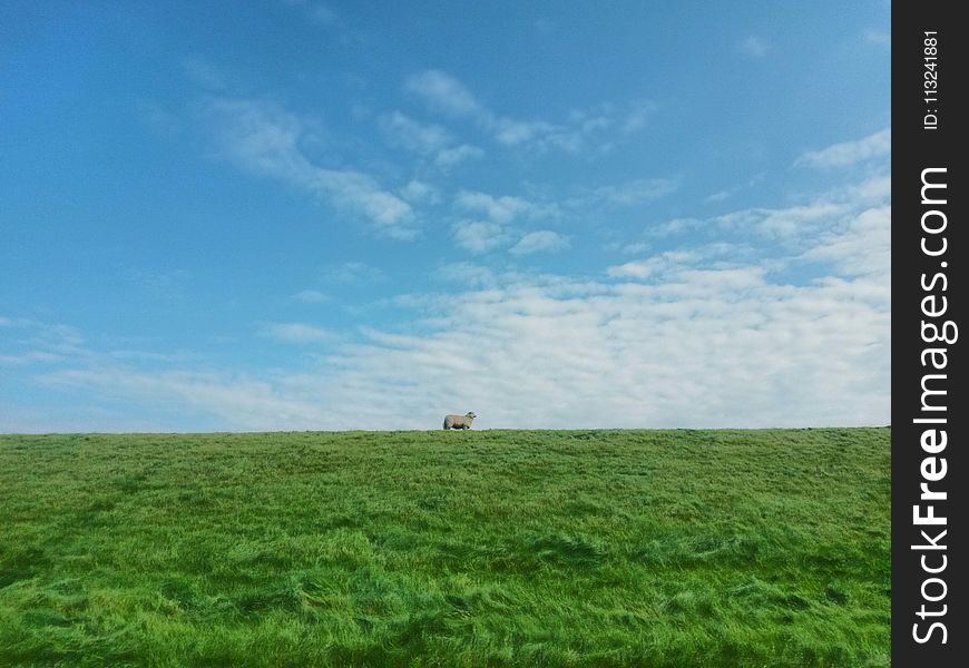 Grassland, Sky, Ecosystem, Prairie
