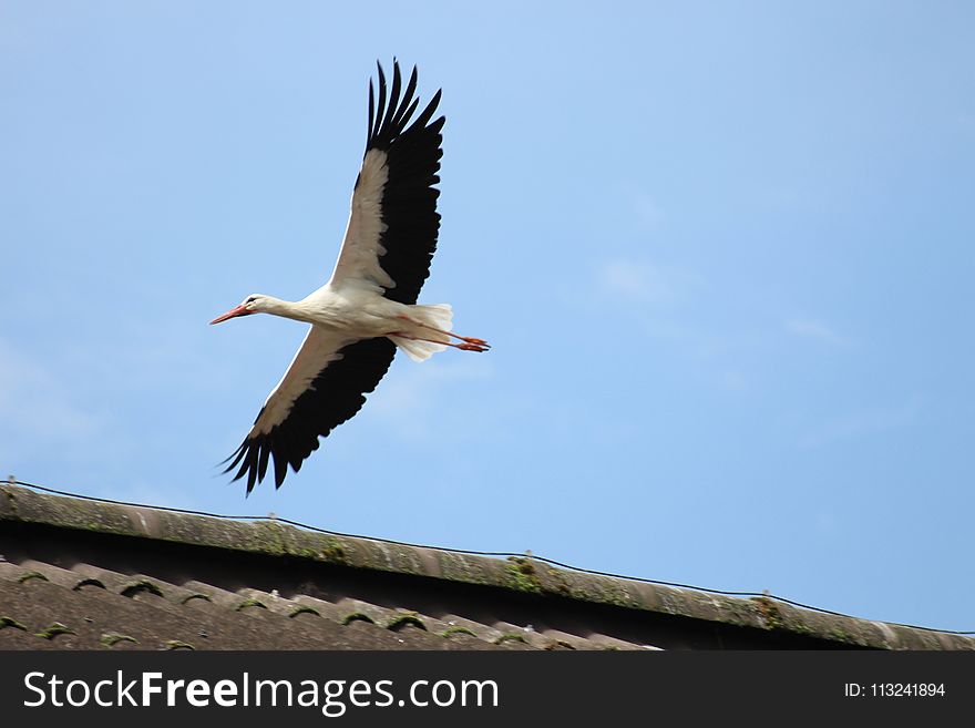 Bird, White Stork, Stork, Sky