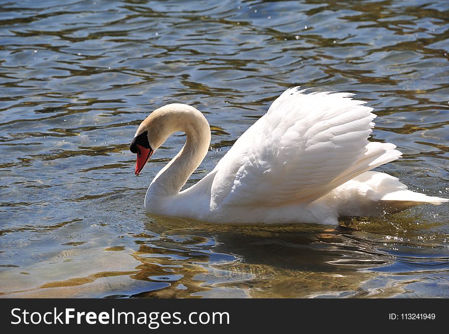 Swan, Bird, Water Bird, Ducks Geese And Swans