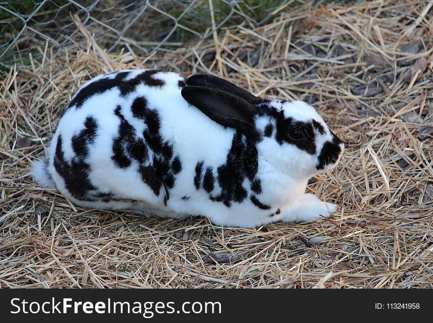 Domestic Rabbit, Rabbit, Fauna, Rabits And Hares