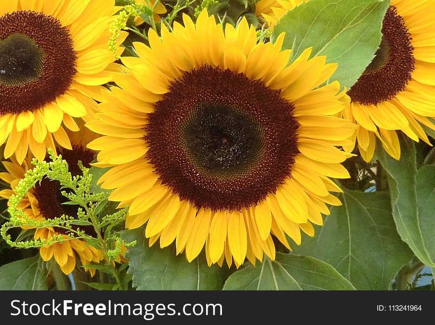 Flower, Sunflower, Yellow, Sunflower Seed