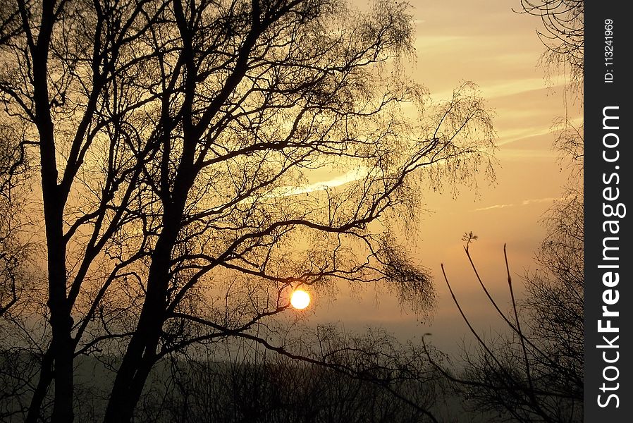 Sky, Branch, Nature, Tree