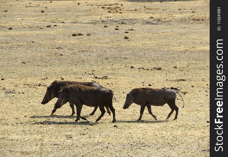 Wildlife, Wildebeest, Ecosystem, Fauna