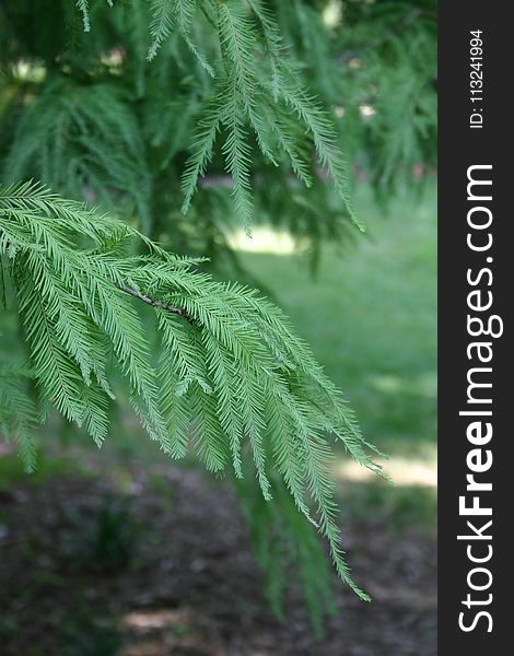 Vegetation, Leaf, Tree, Ferns And Horsetails