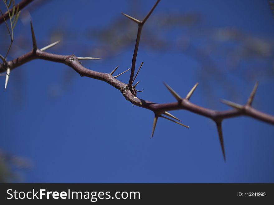 Branch, Sky, Twig, Thorns Spines And Prickles