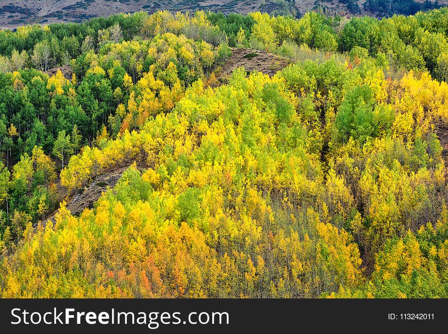 Ecosystem, Temperate Broadleaf And Mixed Forest, Vegetation, Wilderness