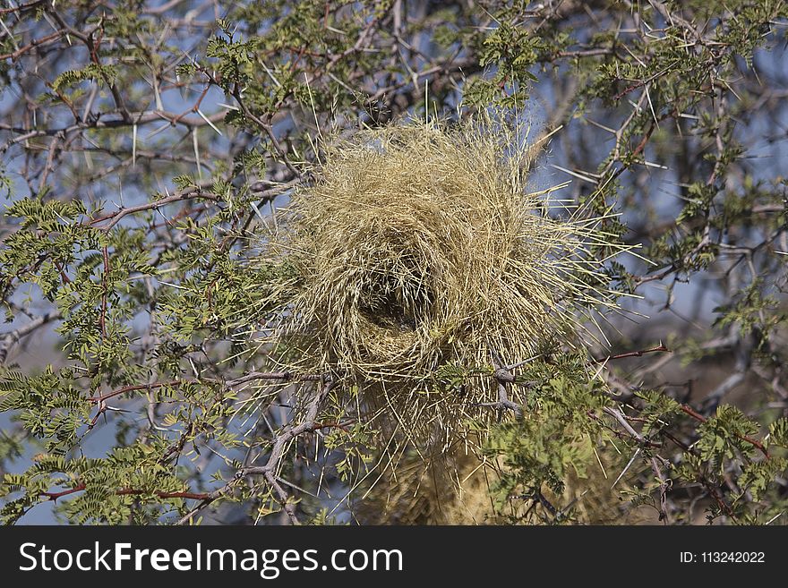 Bird Nest, Nest, Tree, Biome