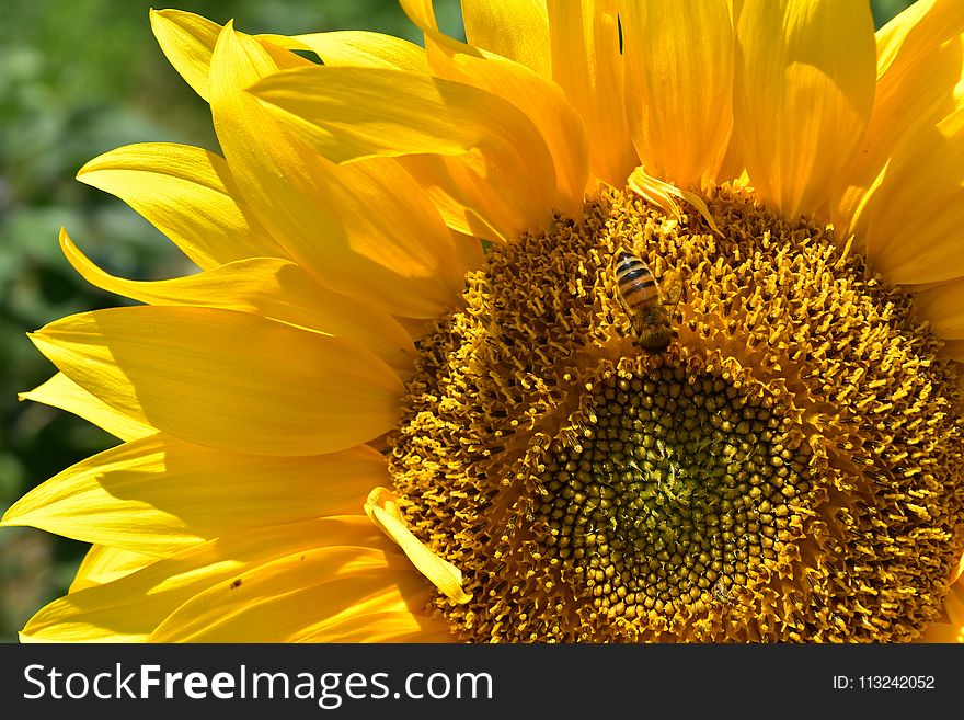 Flower, Sunflower, Yellow, Sunflower Seed