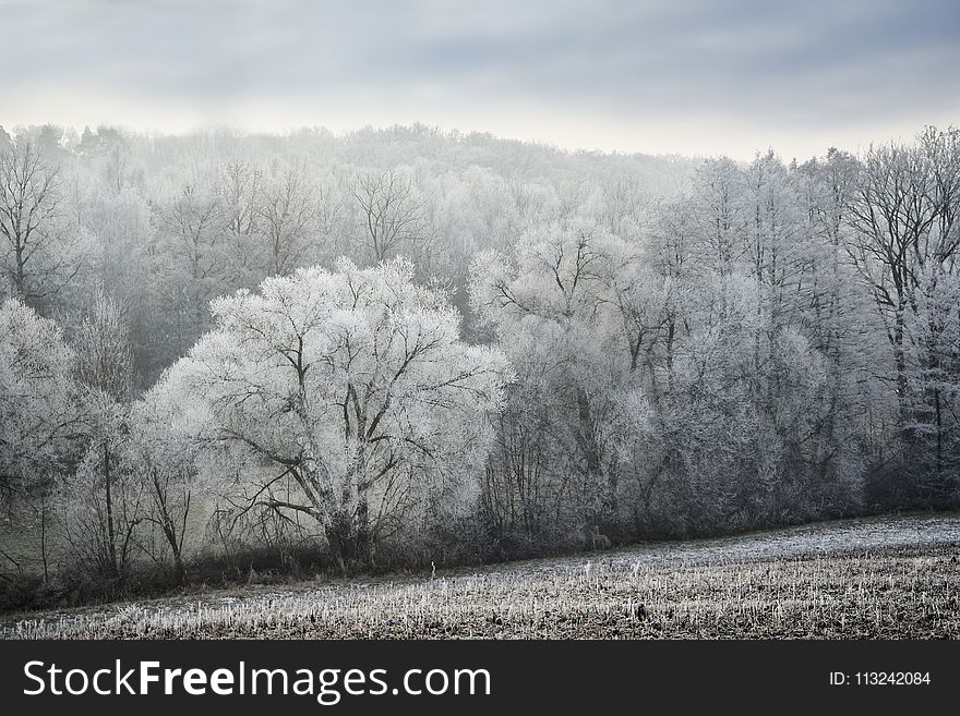 Winter, Frost, Tree, Snow