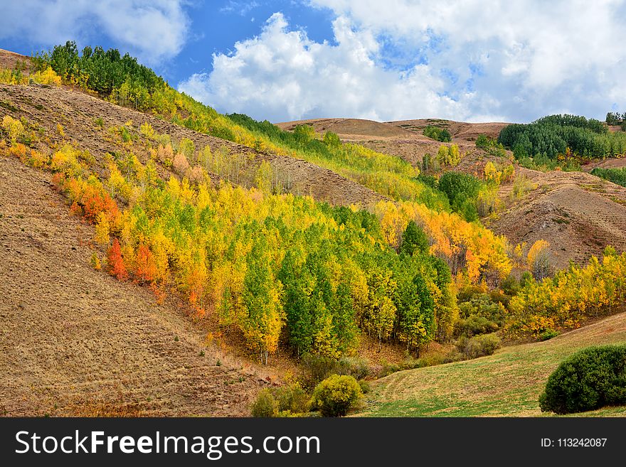 Nature, Vegetation, Leaf, Ecosystem