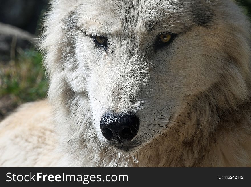 Wolf, Wildlife, Dog Like Mammal, Fauna