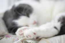 Photo Of Cute Pink With A Black Spot Cat`s Foot, Selective Focus Royalty Free Stock Photo