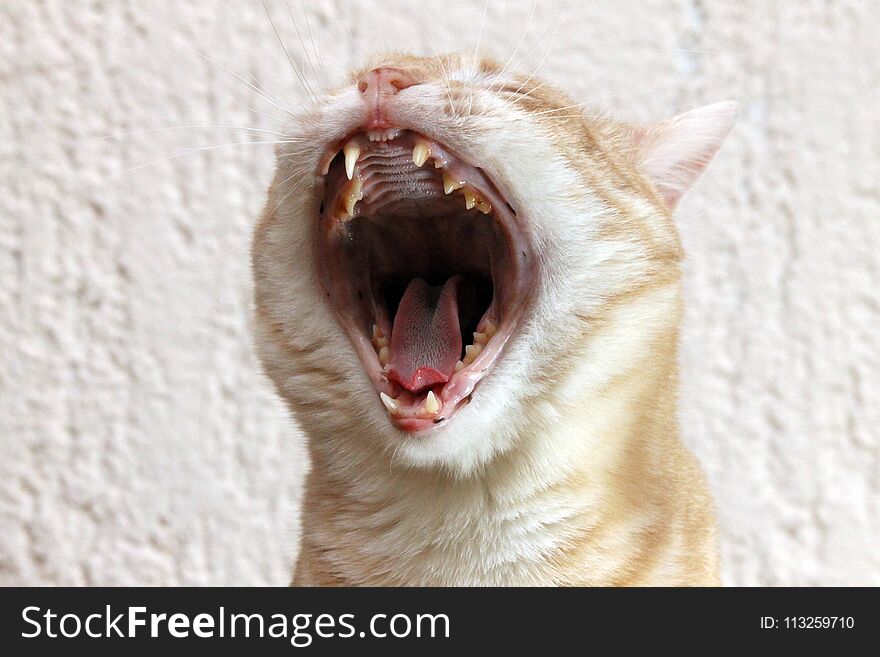 Yellow cat yawn,white background