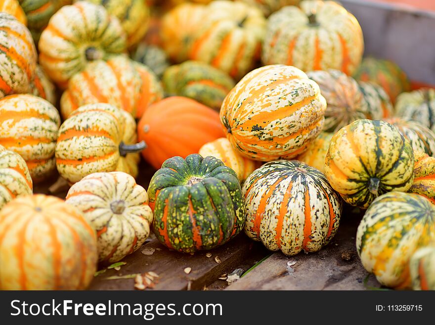 Decorative Orange Pumpkins On Display At The Farmers Market In Germany. Orange Ornamental Pumpkins In Sunlight.