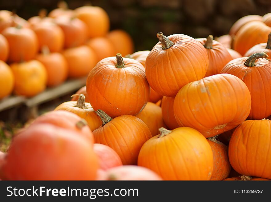 Decorative orange pumpkins on display at the farmers market in Germany. Orange ornamental pumpkins in sunlight.