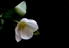 White Tulip On A Black Background. A Delicate Tulip Flower With White Petals And Bright Green Leaves On A Dark Background. Royalty Free Stock Photos