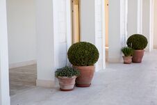 Green Bushes Are In Pots On The Street Stock Photography