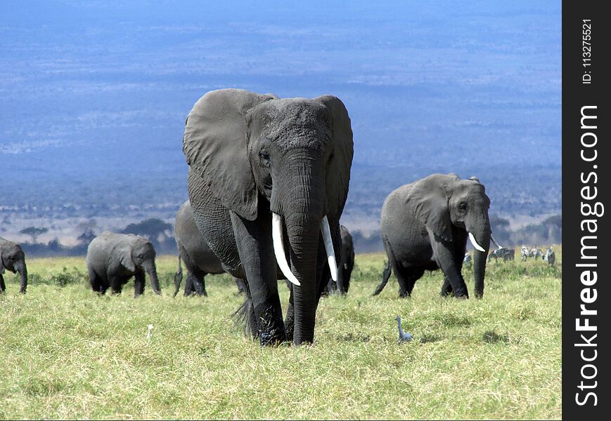 A rather large African Elephant seems to be the leader for this family of Elephants. Certainly big tusks Taken at Amboseli National Park Kenya. A rather large African Elephant seems to be the leader for this family of Elephants. Certainly big tusks Taken at Amboseli National Park Kenya