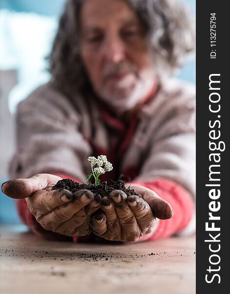 Senior man holding a dainty white flower in rich soil cupped in his dirty hands in a low angle view across a table with selective focus to his hands. Senior man holding a dainty white flower in rich soil cupped in his dirty hands in a low angle view across a table with selective focus to his hands.