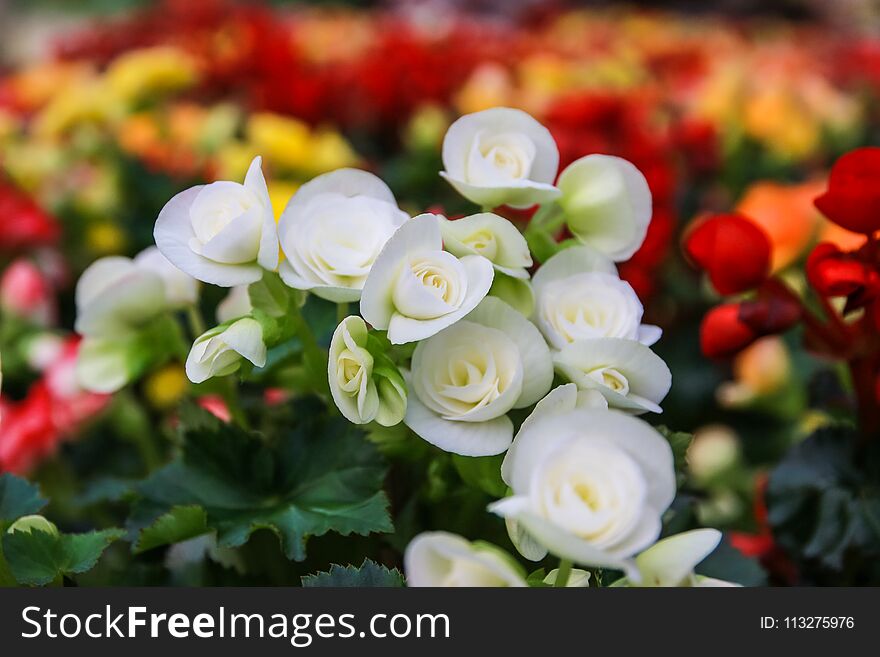 Pattern of beautiful natural begonia flowers texture full blooming in flower garden for background and wallpaper, soft focus