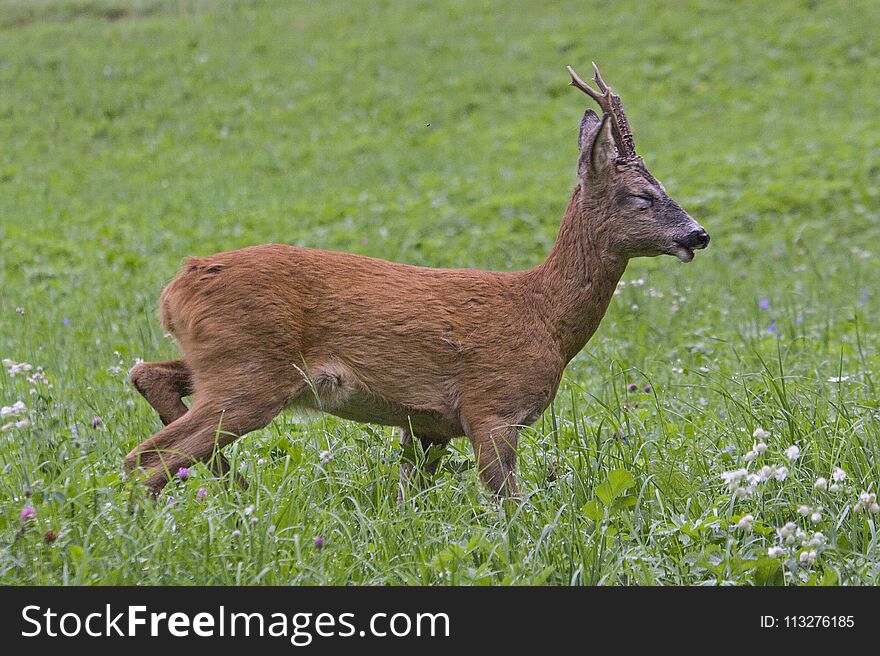 Roebuck seeks his food on a lonely forest meadow. Roebuck seeks his food on a lonely forest meadow
