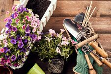 Flowers With Gardening Tools On Wooden Background Stock Photography