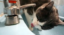 Cat Drinking From A Faucet Royalty Free Stock Photo