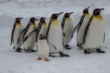 King Penguins On Parade Royalty Free Stock Images