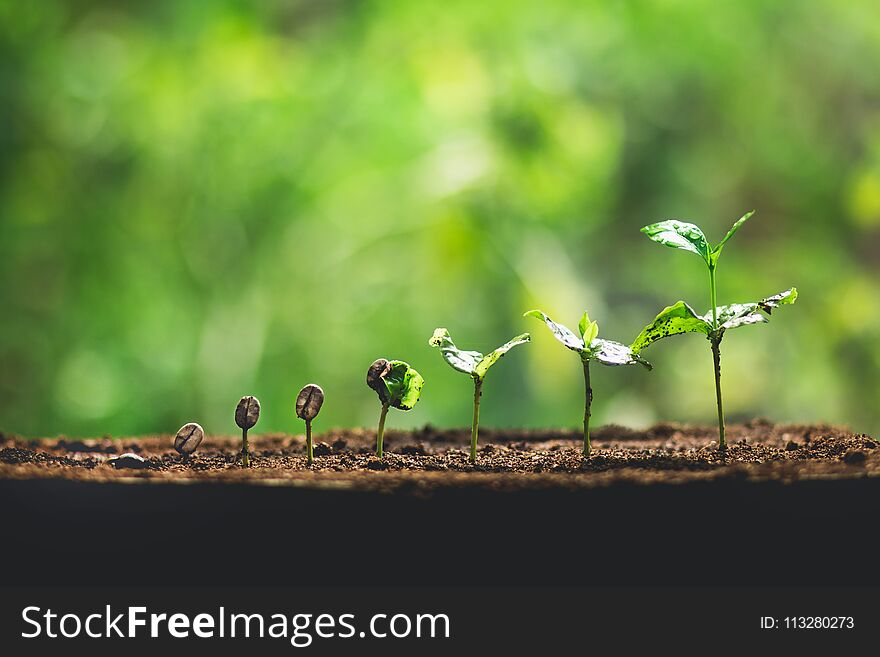 Plant Coffee seedlings in nature Close-Up Of Fresh Green Plant