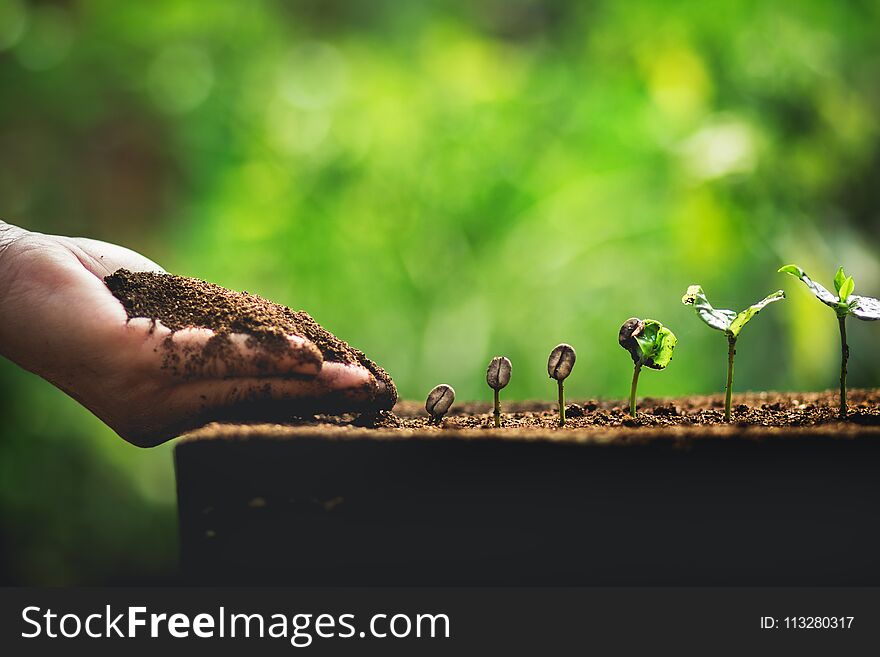 Plant Coffee seedlings in nature Close-Up Of Fresh Green Plant