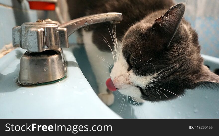 Big cat drinking water from a faucet, house water from a water faucet, domestic cat licking fresh water. Big cat drinking water from a faucet, house water from a water faucet, domestic cat licking fresh water