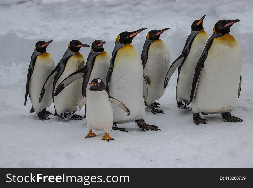 A group of King Penguins marching in the snow, Asahyiama zoo, Japan. A group of King Penguins marching in the snow, Asahyiama zoo, Japan