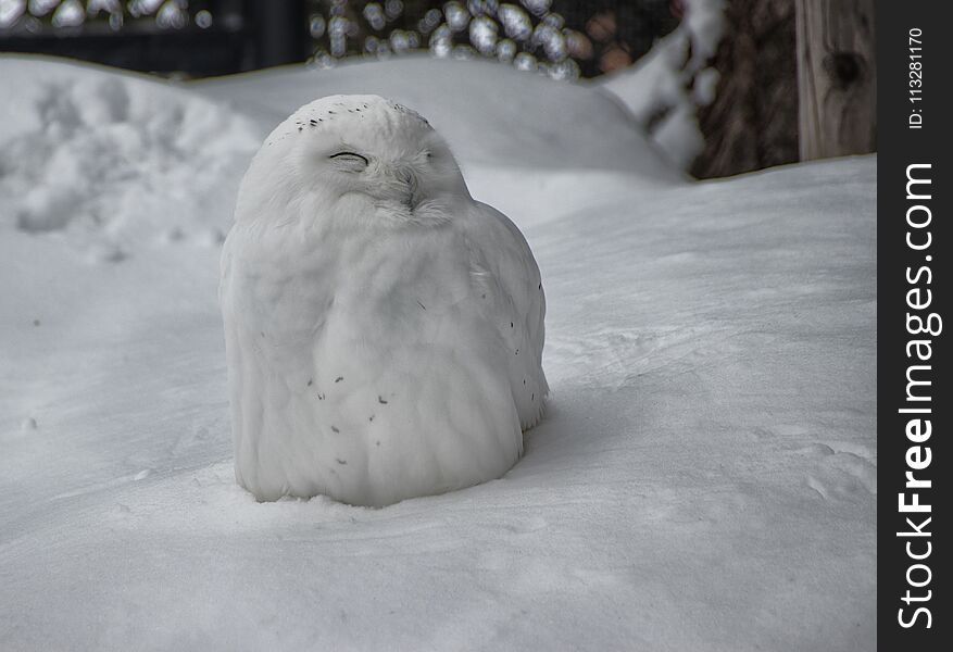 Snowy white owl camauflaged in the snow, Asahyiama zoo, Japan. Snowy white owl camauflaged in the snow, Asahyiama zoo, Japan