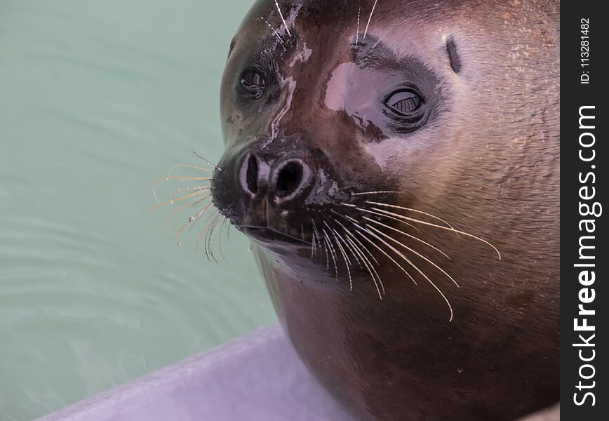 Cute portrait of a spotted seal lying by the water at Asahyiama zoo, Japan