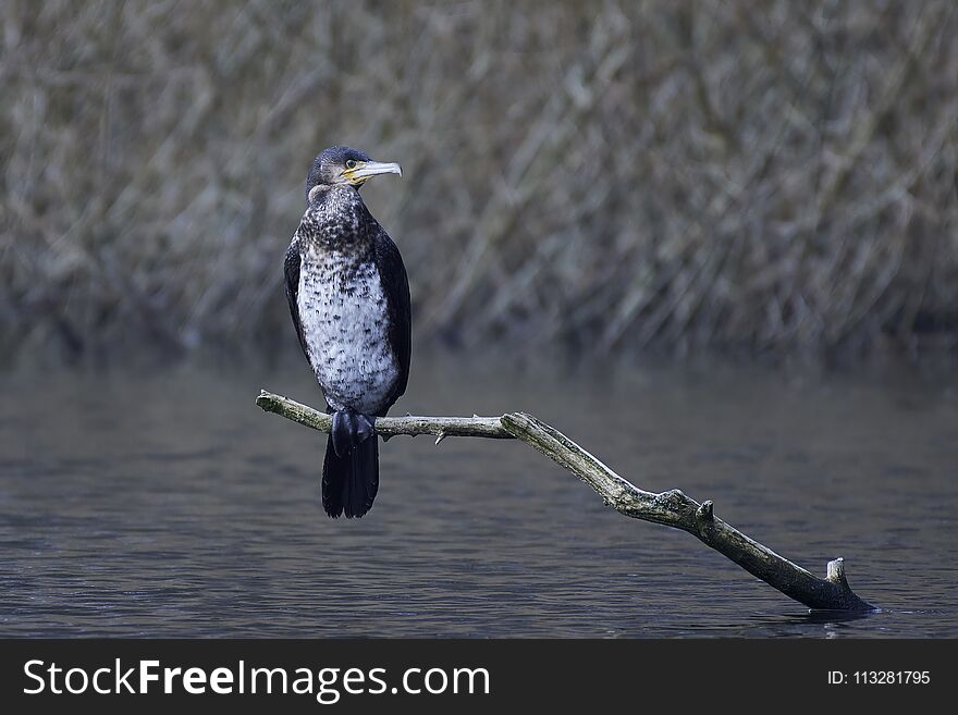 Great cormorant sitting on a branch in its habitat. Great cormorant sitting on a branch in its habitat