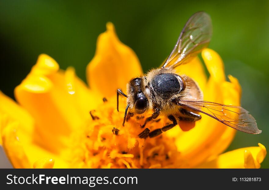 Bee pollinator collecting pollen on the surface of a yellow fresh sunflower during Spring