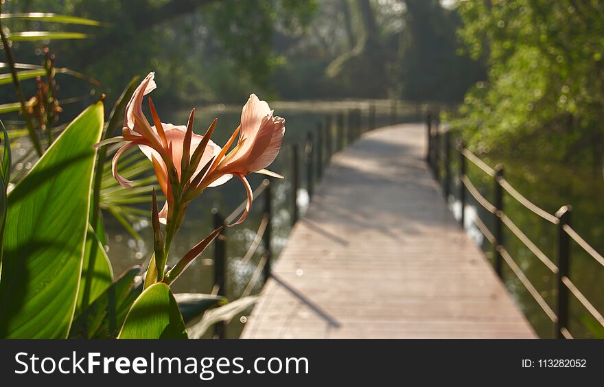 The Nice And Beautiful Walkway In The Park.