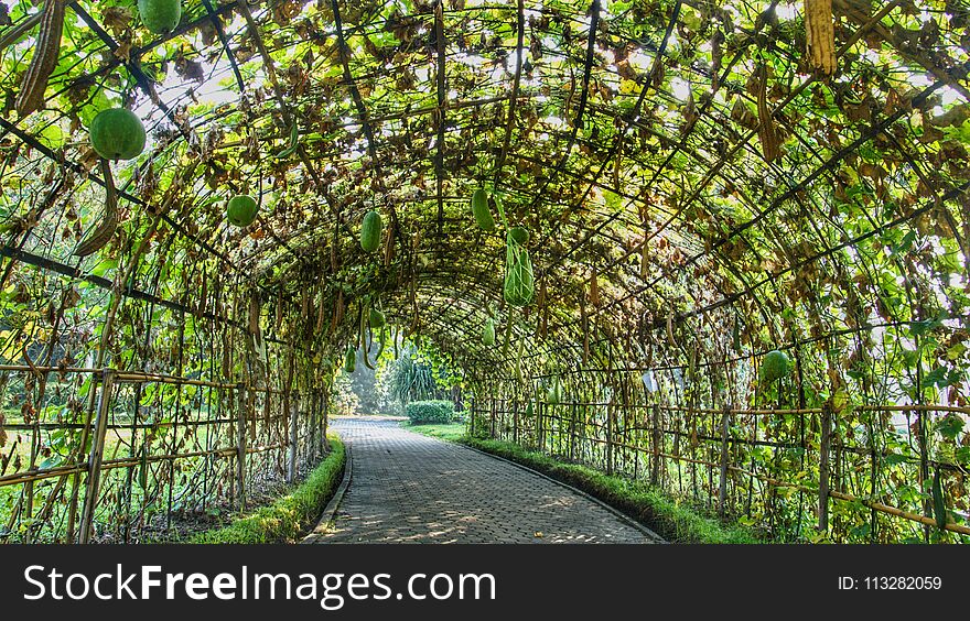 At a park in Bangkok, Thailand; the bamboo wood was bent as tunnel and covered by some vegetables make this cool and eatable. At a park in Bangkok, Thailand; the bamboo wood was bent as tunnel and covered by some vegetables make this cool and eatable.