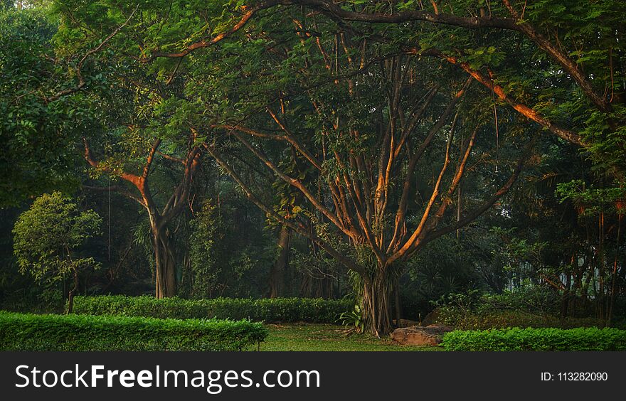 The Golden Light Of Morning Sun Shines To The Trunks Of The Trees.