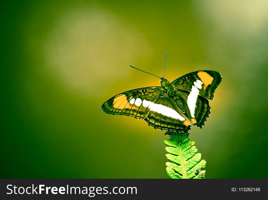 Brown, yellow and white butterfly with open wings sitting on a green fern leaf close-up macro photo with large empty green out of focus background bokeh.