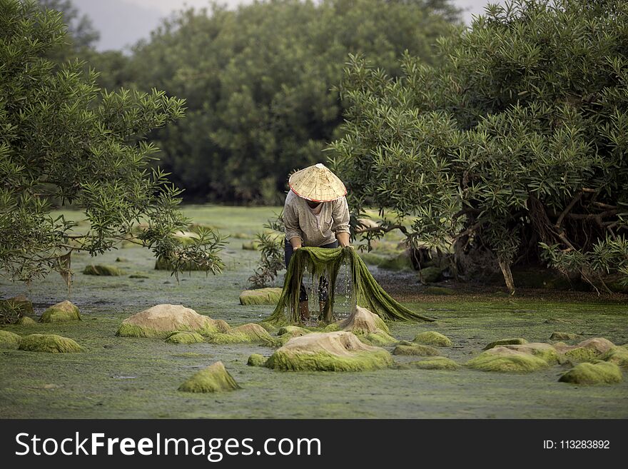 Cultures of Mekong river freshwater algae Villagers o