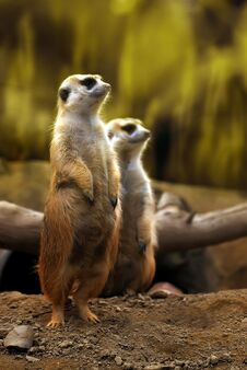 Cute Vivid Wildlife -Meerkat Stock Images